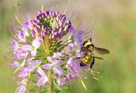 Pollinator Week Hooray Its Pollinator Week Not That We Need A