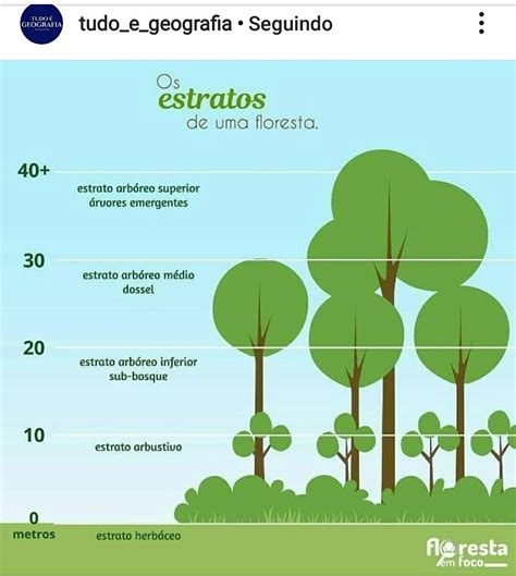 F Rmula Geo Os Estratos De Uma Floresta