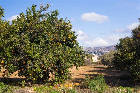 Orange Trees Plantations Stock Photo Image Of Groves 90384902