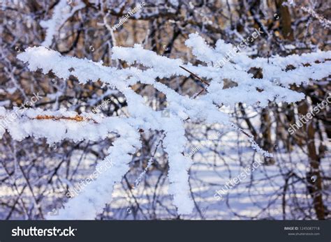 Naked Branches Bushes Trees Winter Note Stock Photo Shutterstock