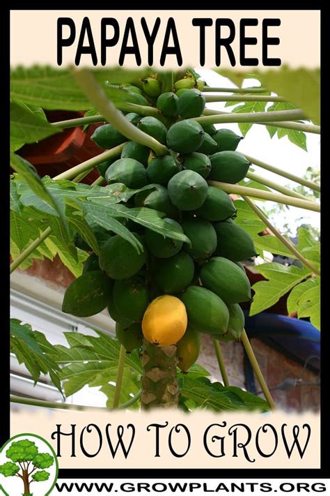 Papaya tree - How to grow & care