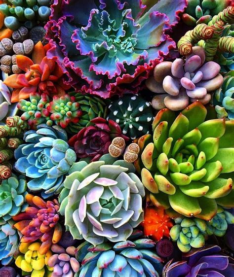 🔥 30 Succulent Wallpapers Wallpapersafari