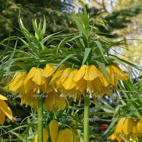 Yahooオークション ∮ 屋外越冬株 黄花 フリチラリア インぺリアリス