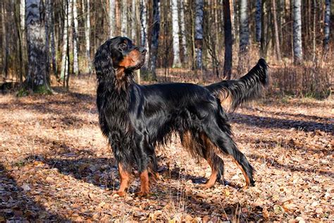 Gordon Setter Puppies