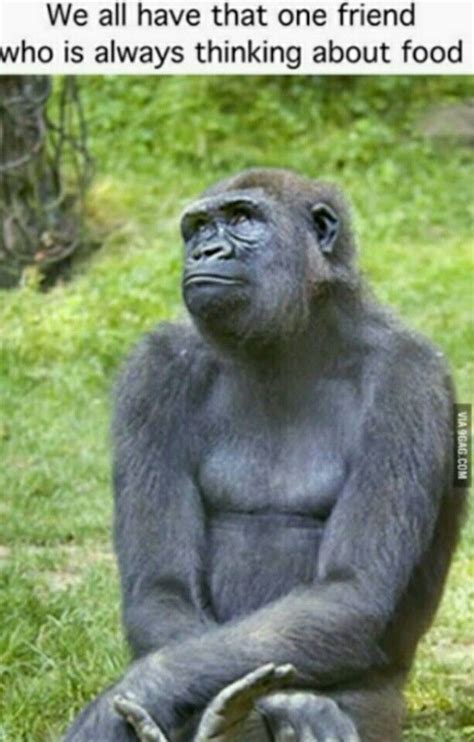 Funny Gorilla Memes Hilarious Primate Jokes