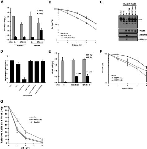 MERIT40 and BRCC36 DUB contributions to the DDR. ( A ) Knockdown of ...