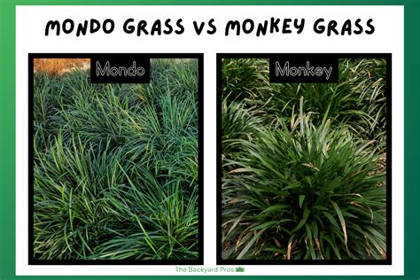 Mondo Grass Vs Monkey Grass Whats The Difference The Backyard Pros