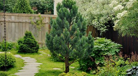 Декоративные деревья и кустарники для сада на Урале (с фото) | ТерраДом ...