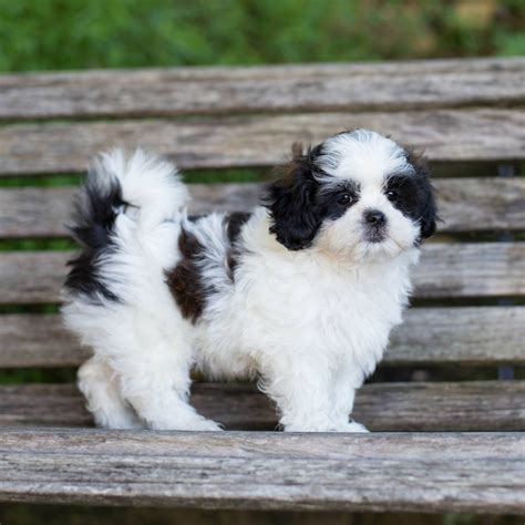 Shih Tzu Puppies for Sale (Cute, Smart, & Healthy) | VIP Puppies