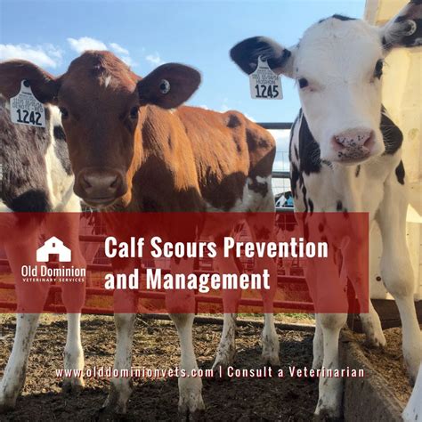 Calf Scours Prevention and Management