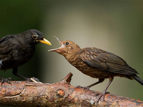 Female Blackbirds Everything You Need To Know Birdfact