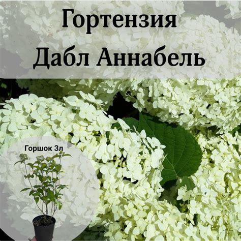 Гортензия древовидная Дабл Аннабель - купить с доставкой по выгодным ...