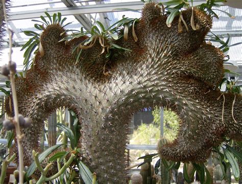 Pachypodium Lamerei Madagascar Palm Native To Madagascar Flickr