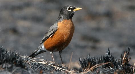 American Robin A Spring Harbinger Grand Traverse Regional Land