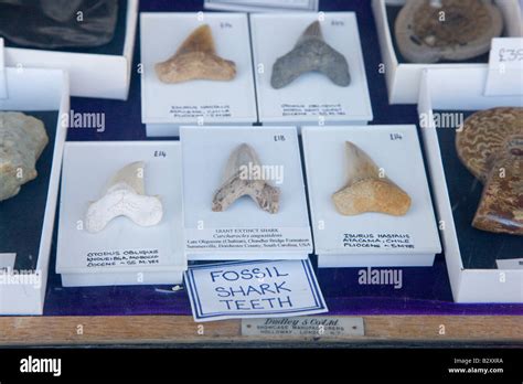 Fossil shark teeth for sale in shop window Stock Photo - Alamy