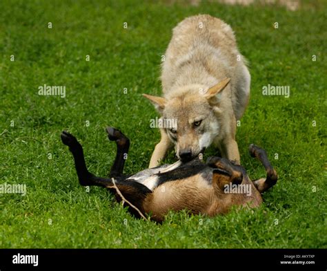 European Wolf Canis Lupus Stock Photo Alamy