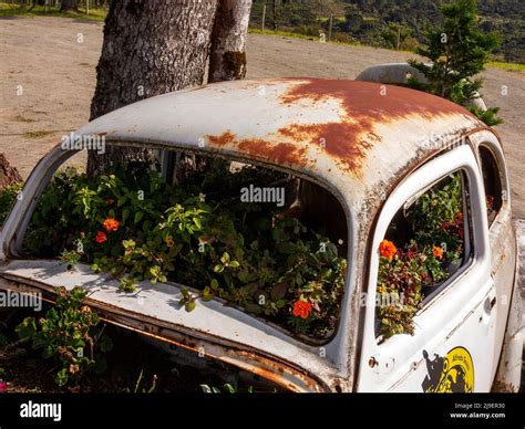 Old Volkswagen Beetle Used As A Flower Vase At Urubici Hills Santa