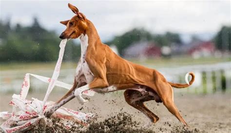 Razas De Perros Flacos Las Características De Los 10 Perros Más