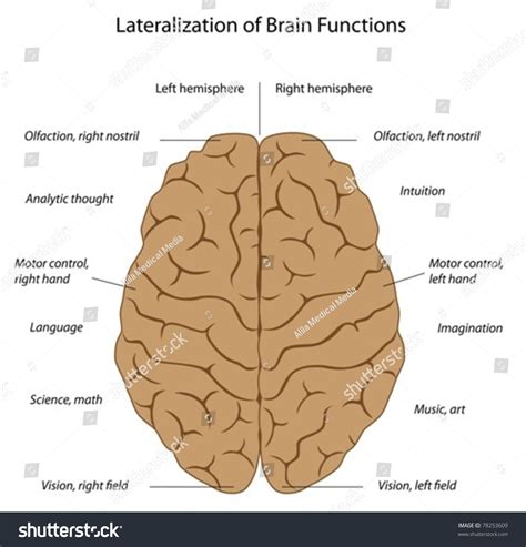 Functions Left Right Hemispheres Brain Stock Vector 78253609 Shutterstock