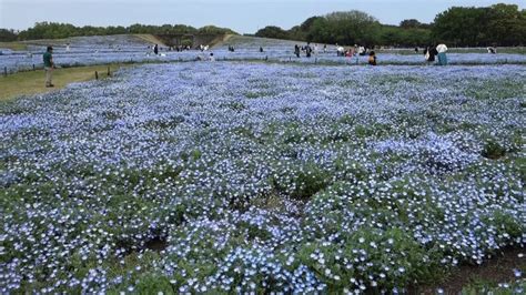 海の中道海浜公園の青いネモフィラ120万本が絶景だった Nemophila at Uminonakamichi Park YouTube