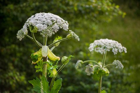 What Is Giant Hogweed How To Spot Toxic Plant That Can Cause Burns