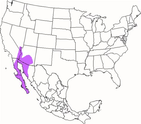 Gilded Flicker Ask A Biologist