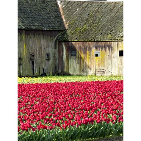 Usa Washington State Skagit Valley Tulip Field And Barn Poster Print