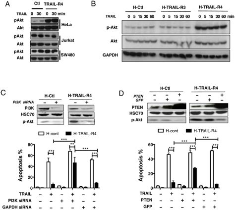 A Total Akt And Phospho Akt Were Monitored By Western Blot From Hela Download Scientific