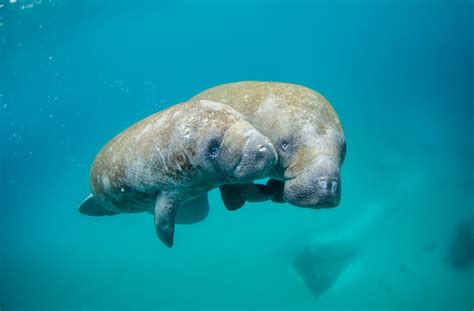 West Indian Manatee