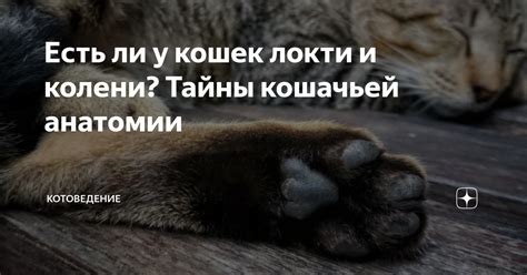 Есть ли у кошек локти и колени? Тайны кошачьей анатомии | КотоВедение ...