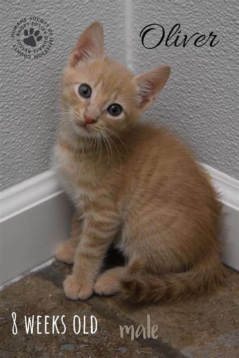 Humane Society of... - Humane Society of Jefferson County, TN