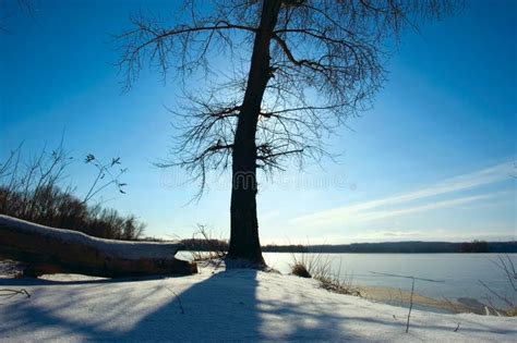 Naked Tree Against Sun In Winter Stock Image Image Of Dormant Amazing