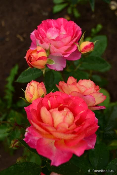 Галерея - Les Potes de Bedros (MASpobe) - Энциклопедия роз