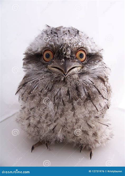 frogmouth family   tree royalty  stock photo cartoondealer
