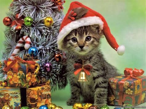 Kitty Christmas Kittens Wallpaper Free Download Hd Christmas Kitten