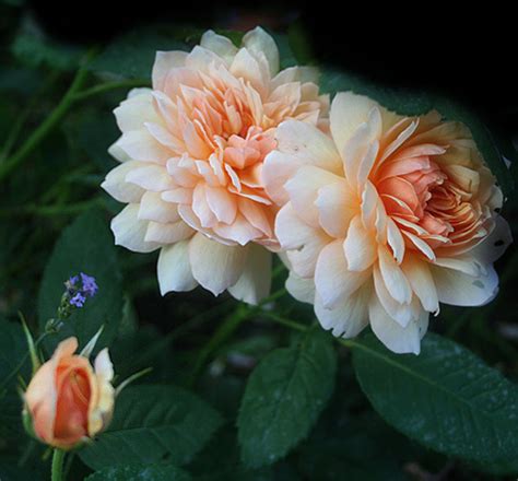 Grace | Rose, apricot, ca. 120cm (D. Austin 2001) | Rosa 'Grace' online ...