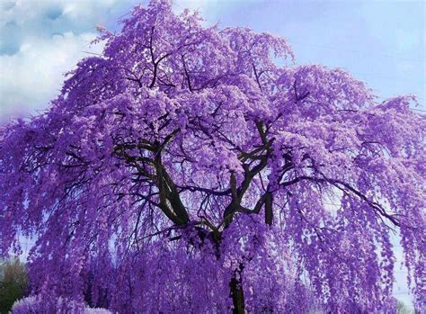 Enchanted Nature Purple Flowering Tree Jacaranda Tree Lilac Tree