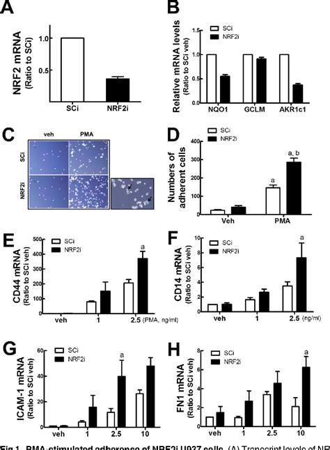 Figure 1 From Nrf2 Signaling Negatively Regulates Phorbol 12 Myristate