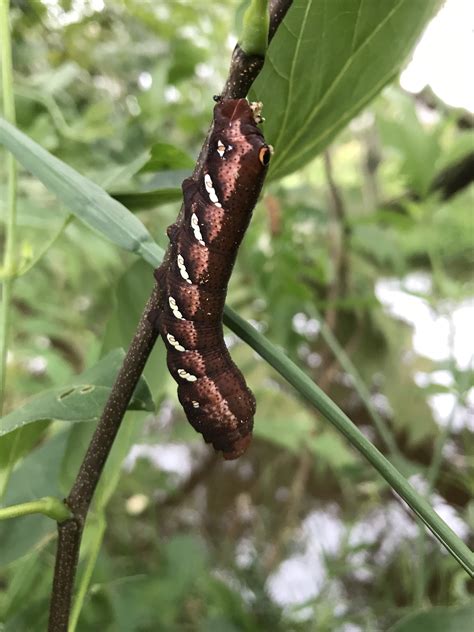 caterpillars Archives - Dyck Arboretum