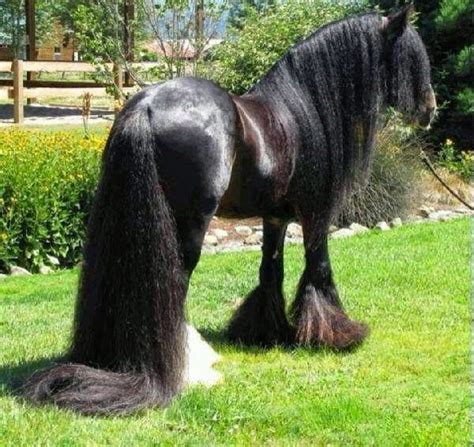 20 Horses With The Most Fabulous Hair You Have Ever Seen Most