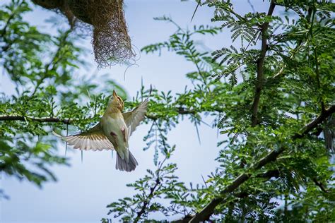 100 Ücretsiz Dokumacı Kuşlar Ve Doğa Fotoğrafı Pixabay