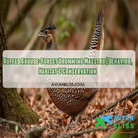 Ruffed Grouse: Forest Drumming Maestro | Behavior, Habitat & Conservation