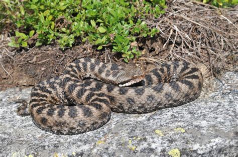 La Vipera Comune Vipera Aspis Francisciredi E Vipera Aspis Atra