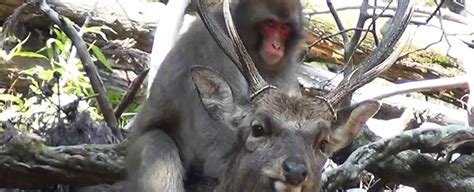 Monkeys Trying To Have Sex With Deer Is A Thing Now Says Study Sciencealert