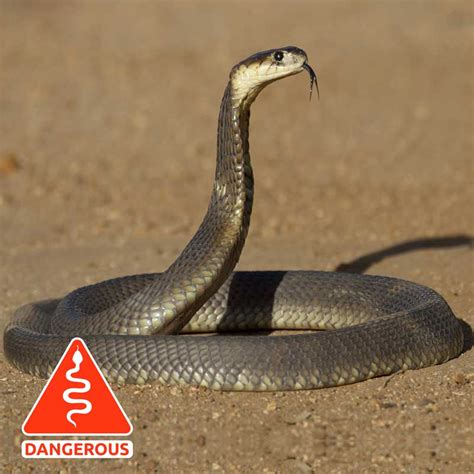 Snouted Cobra | Snake Relocation Gaborone