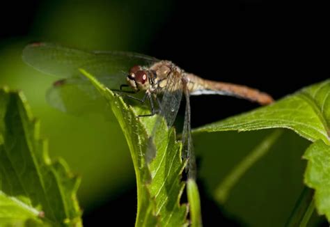 Female Odonata Stock Photos Royalty Free Female Odonata Images