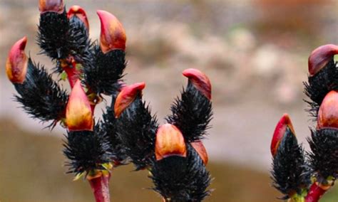 Pair Of Black Pussy Willows Patio Standard Black Pussy Willow Trees Salix Gracilistyla