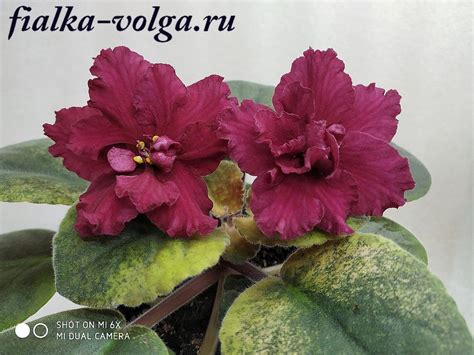 Фиалка Жара Фото И Описание – Telegraph