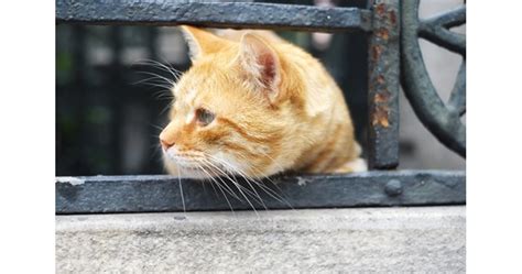 Жена подаде жалба срещу котка, нападнала нея и кучето й