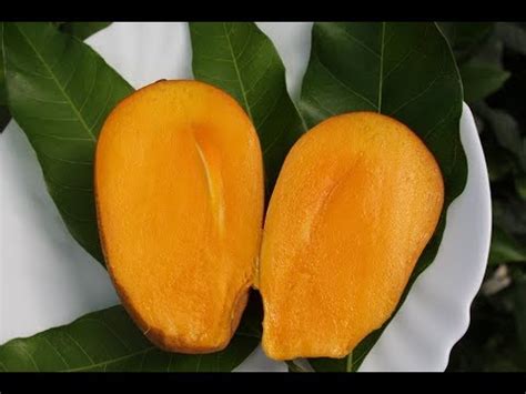 Первый плод Манго! Краснодарский край. - YouTube
